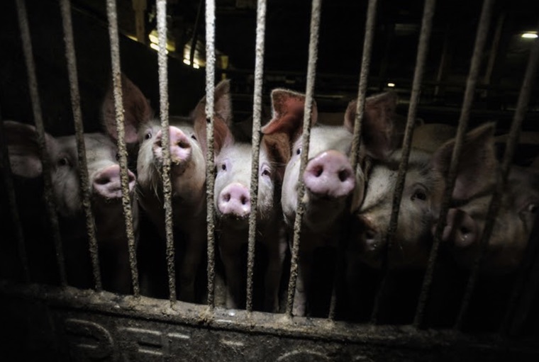 caged Pigs