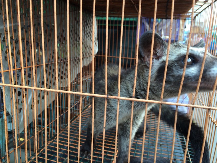 Civet Cat