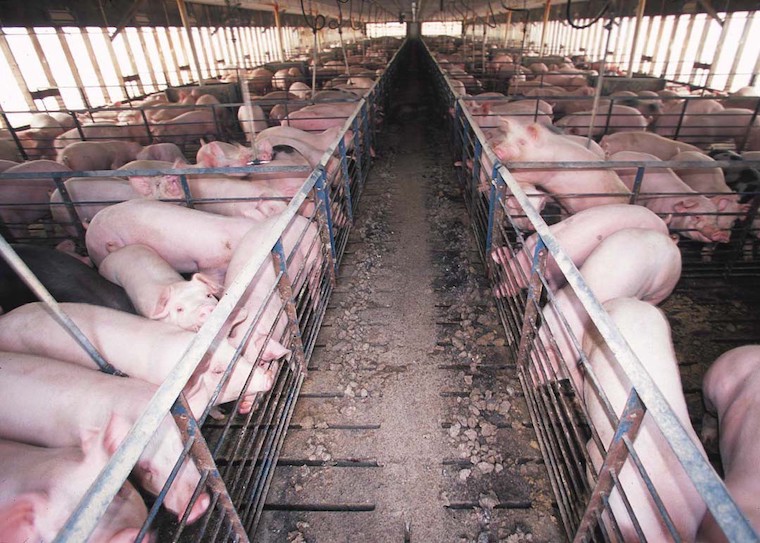 Pig farm