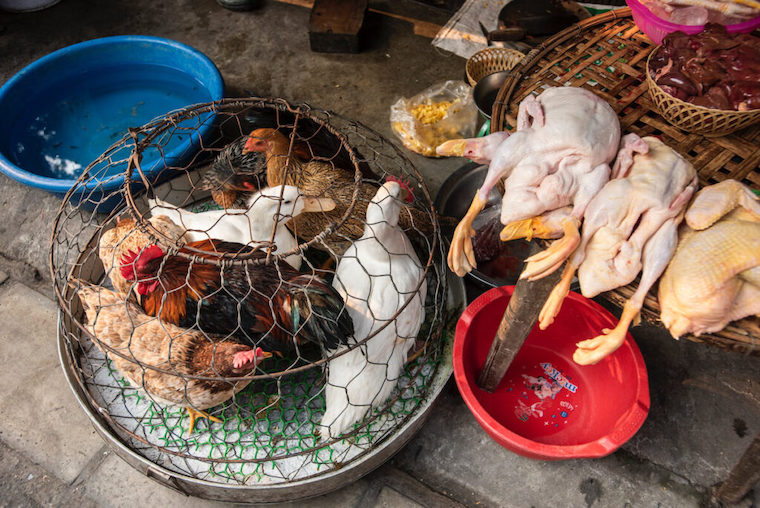 Ducks Chickens slaughter