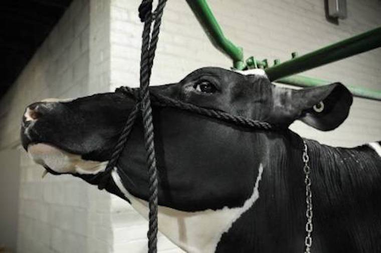 restrained cow