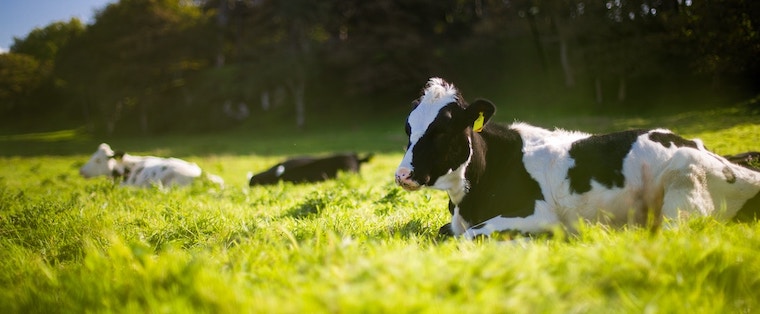Cows in field