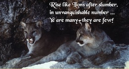Mountain Lions