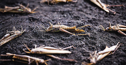 Grasshoppers