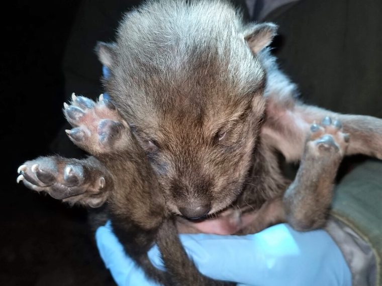 Wolf Cub Hope