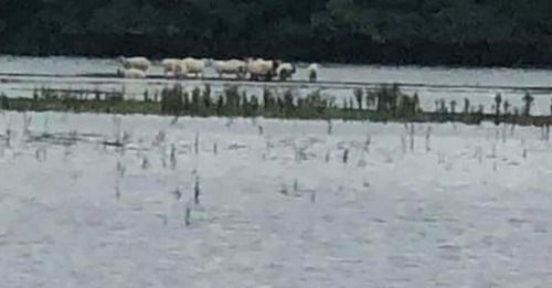 flooded Sheep