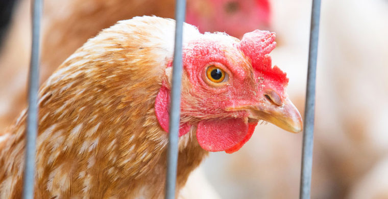 caged Chicken