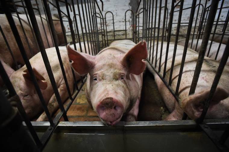 sow gestation