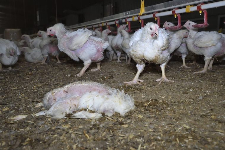Chicken farm