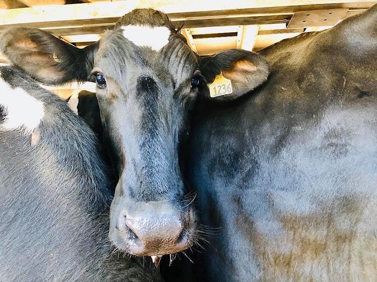 Toronto Cow Save