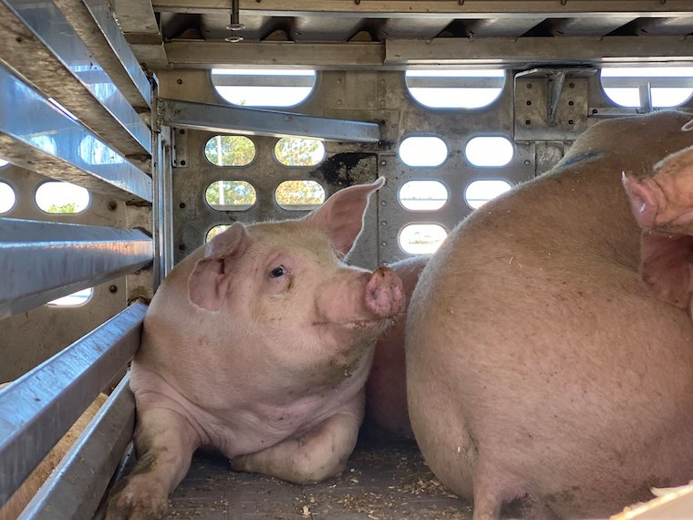 Toronto Pig Save