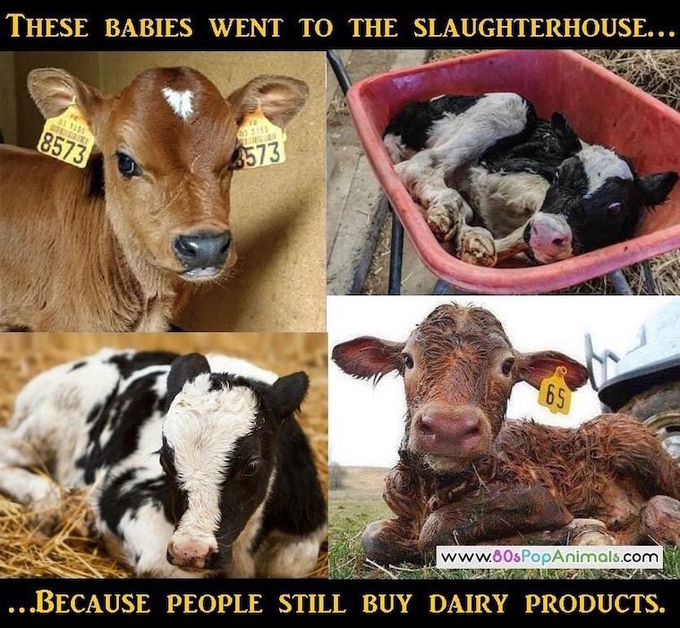 baby Calves