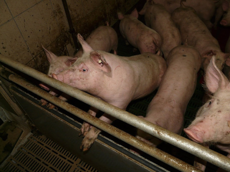 Pig slaughterhouse