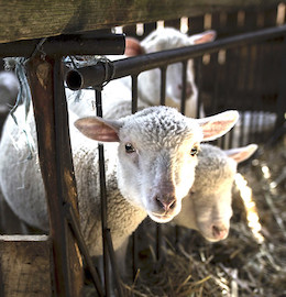 Lambs