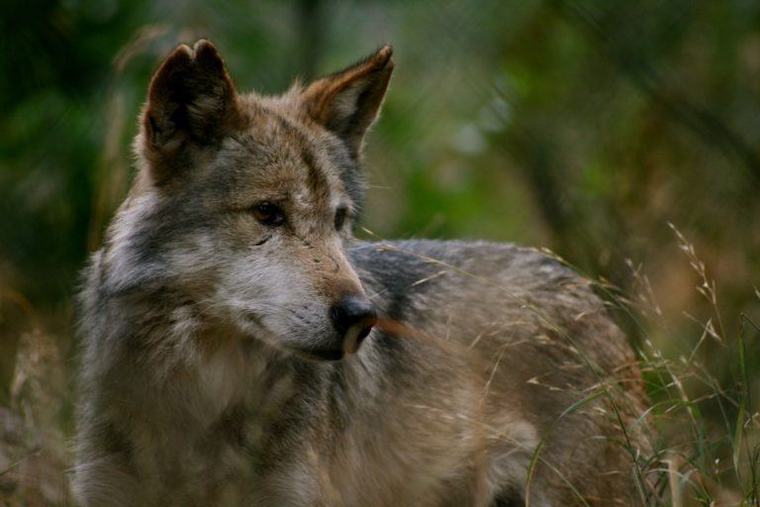 Mexican Wolf