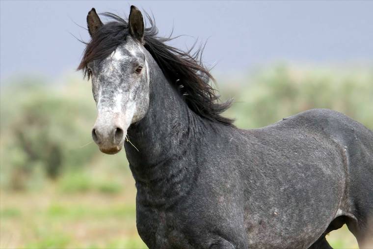Mustang Stallion