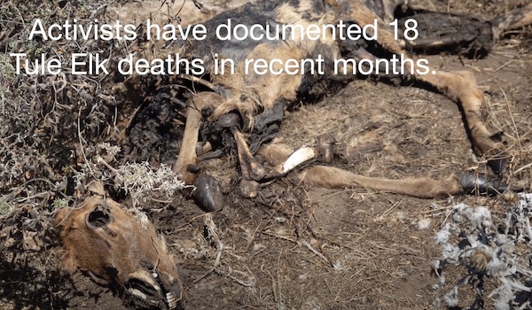 Tule Elk