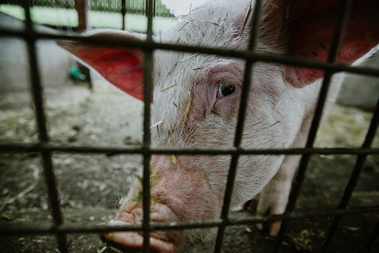 Animal Welfare Institute Prevails in Challenge to Pork Producer Labeling