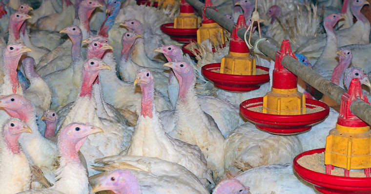 farmed Turkeys