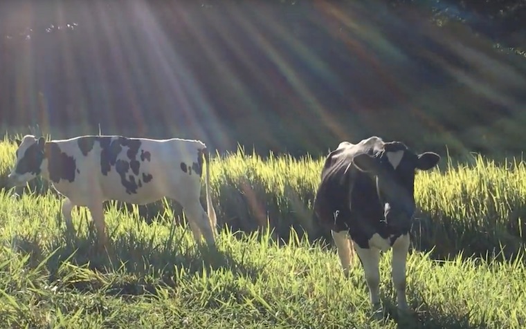 Gentle World Cows