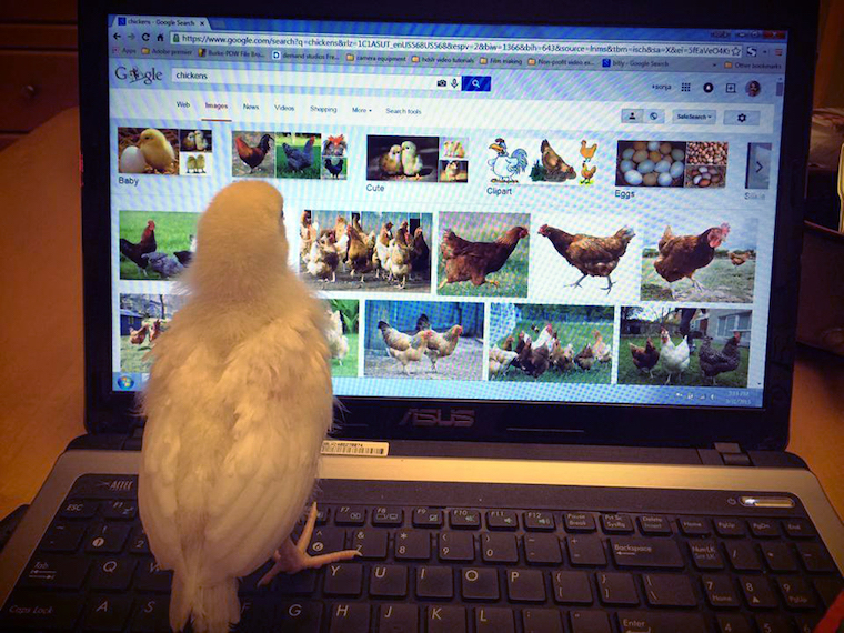 Chicken googling