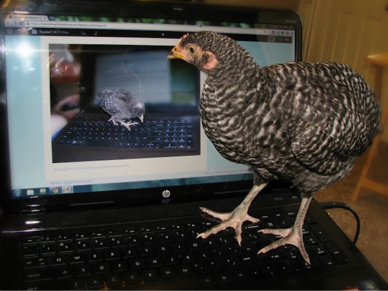 Chickens on computer screen