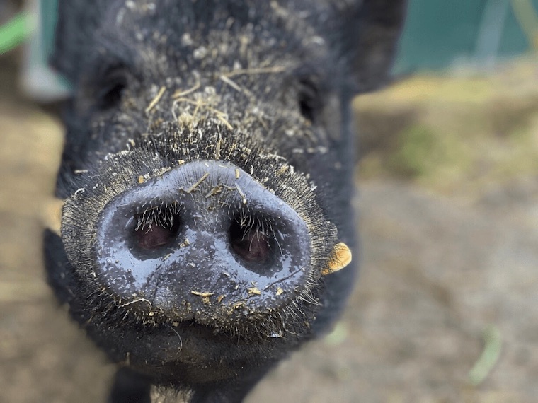 happy Pig