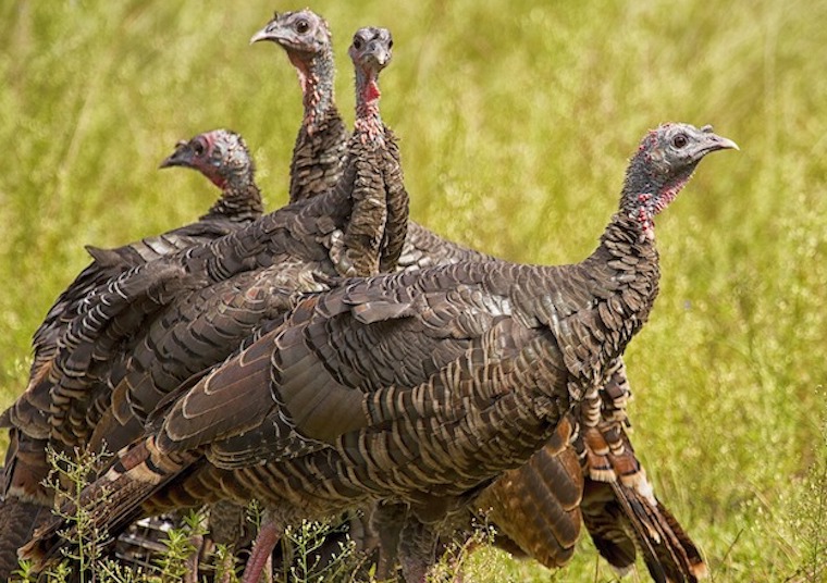 Wild Turkeys