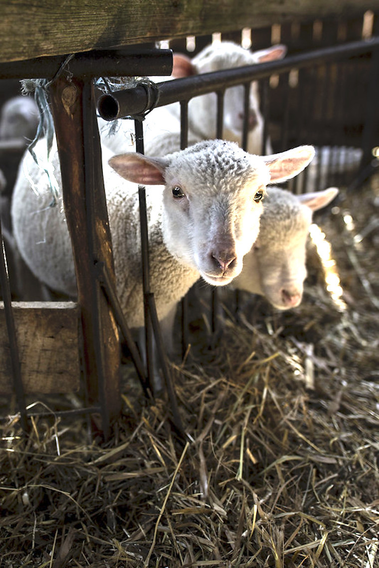 Lambs
