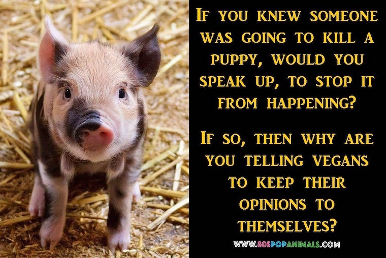 vegan opinions
