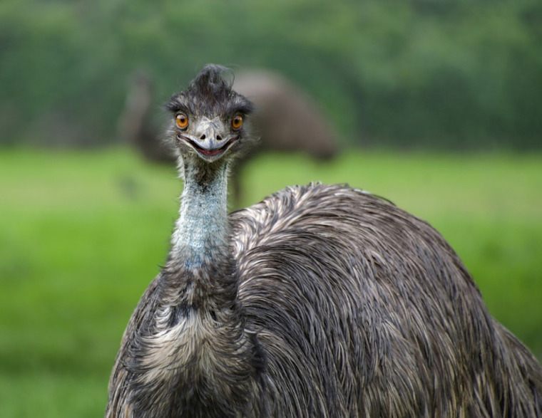 Emu face