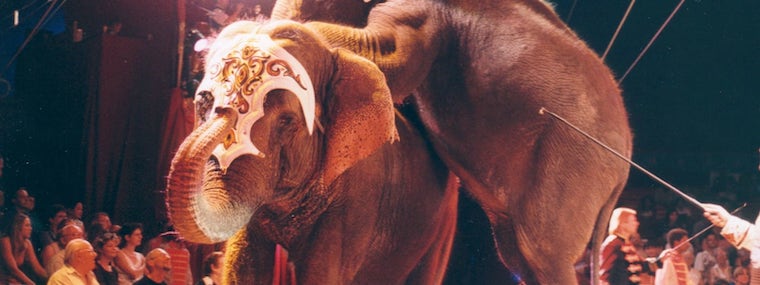 circus Elephants