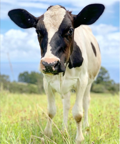 Cow Naevia