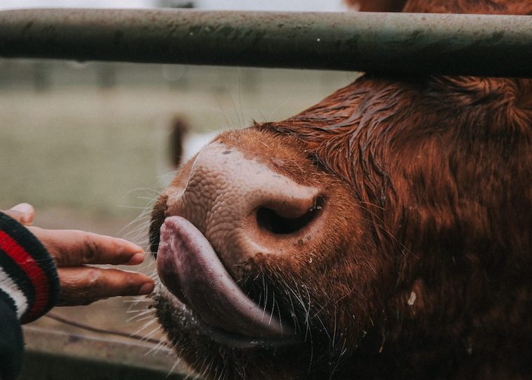 Cow's tongue