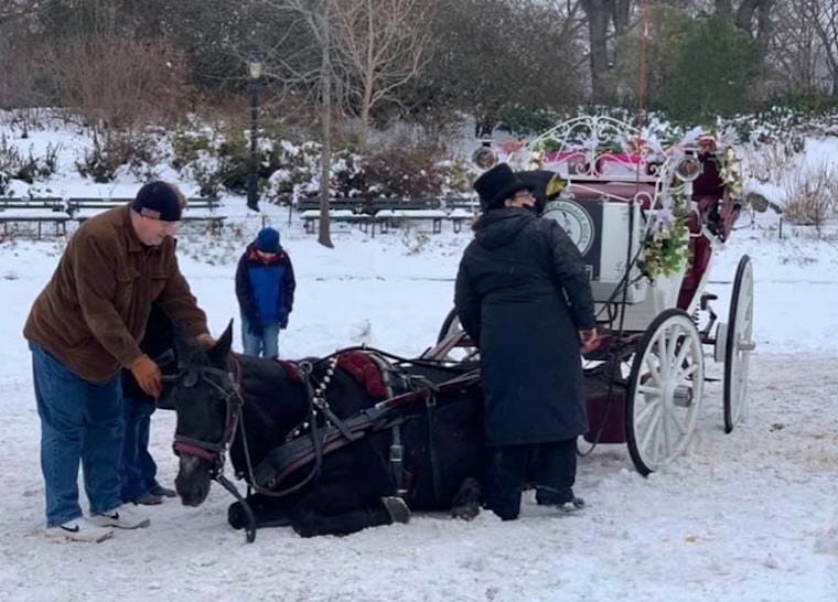 carriage horse