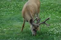 mule deer