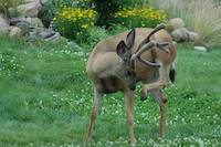 Mule Deer