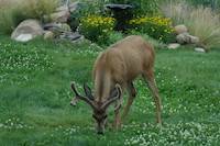 Mule Deer