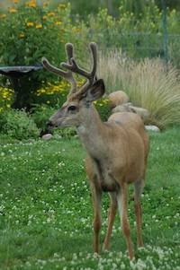 Mule Deer