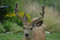Mule Deer