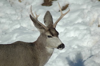 Mule Deer
