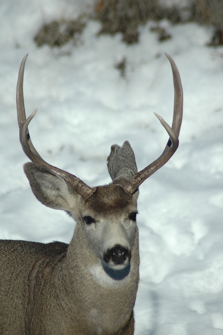 mule deer