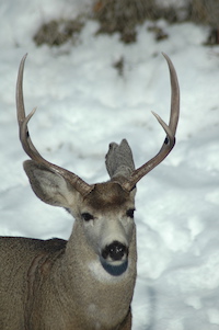 Mule Deer
