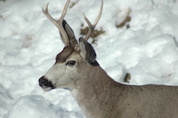 Mule Deer