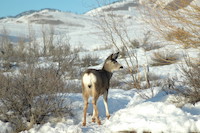 Mule Deer
