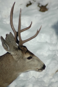 Mule Deer