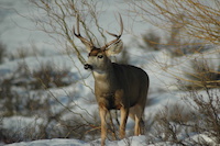mule deer