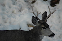 Mule Deer