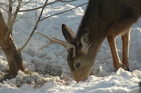 Mule Deer