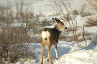 Mule Deer